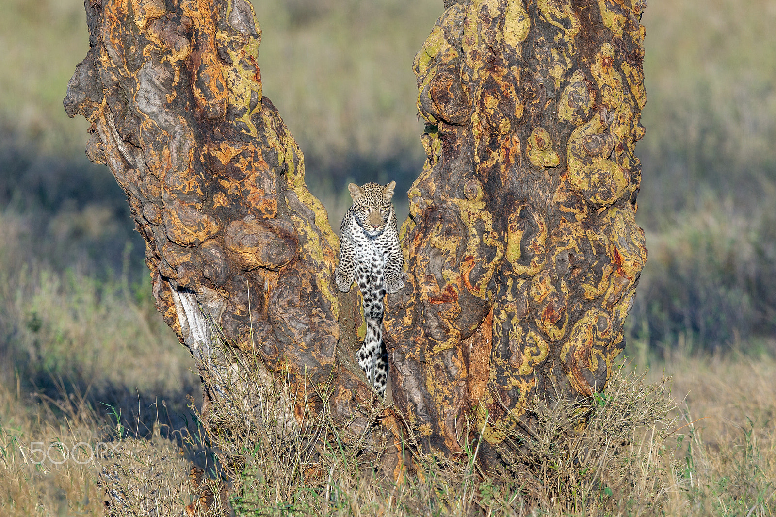 Canon EF 600mm F4L IS II USM sample photo. Cub looking for mom photography