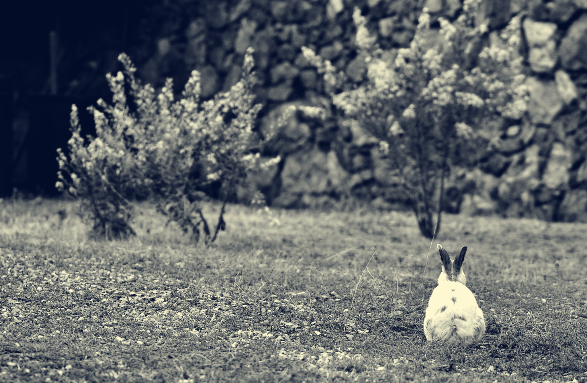 Sigma 105mm F2.8 EX DG OS HSM sample photo. Rabbit photography
