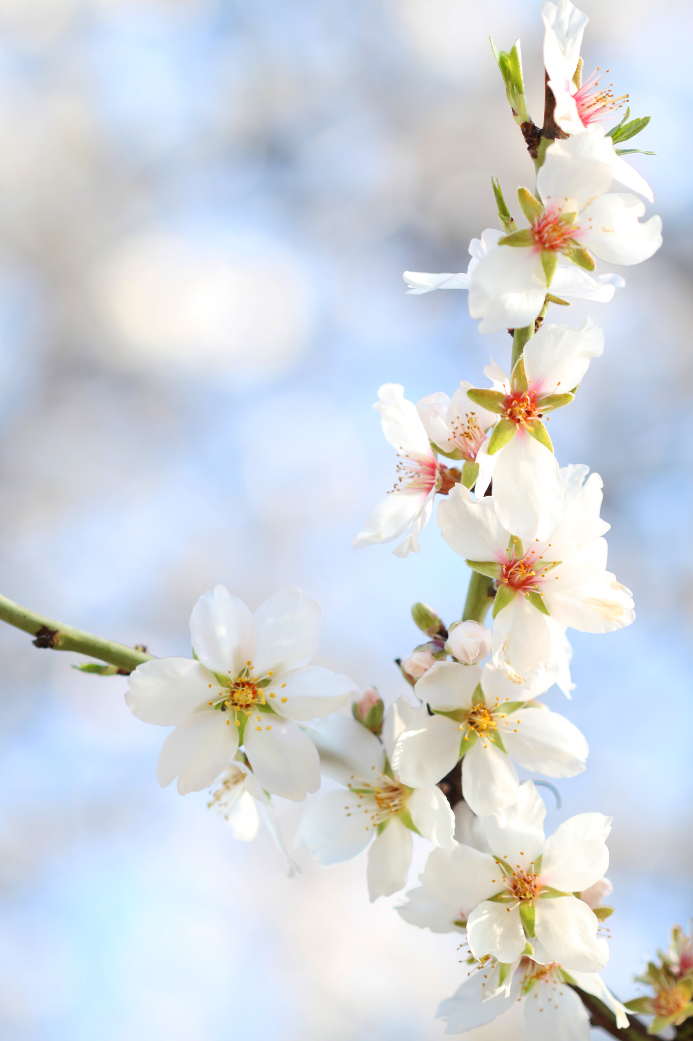 Canon EF 100mm F2.8 Macro USM sample photo. White purity photography