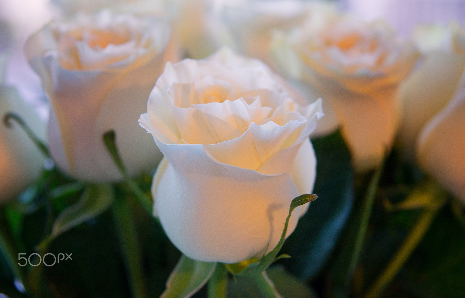 Sony SLT-A55 (SLT-A55V) sample photo. White rose photography