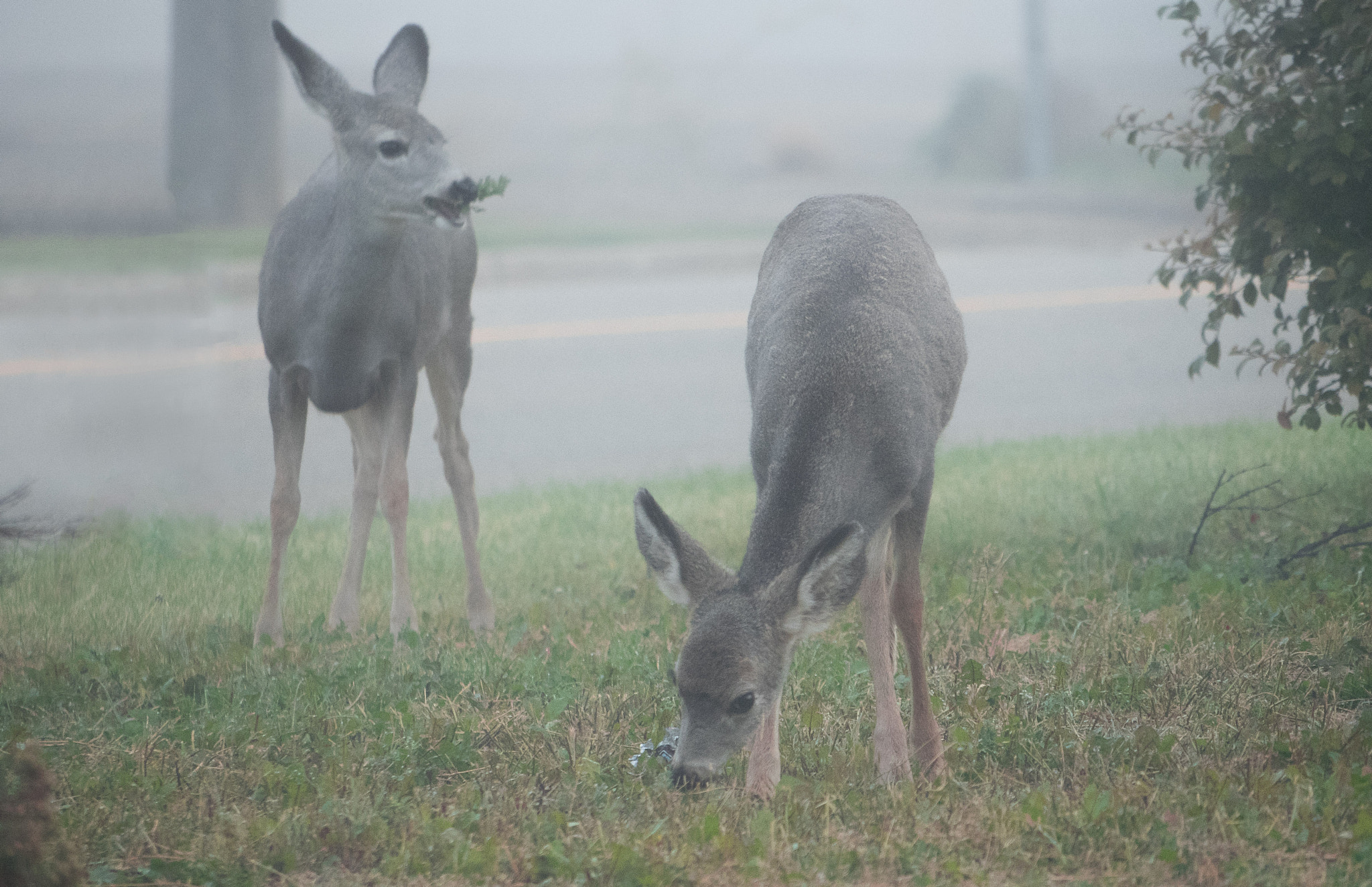 Olympus OM-D E-M1 sample photo. More action in the fog this morning photography