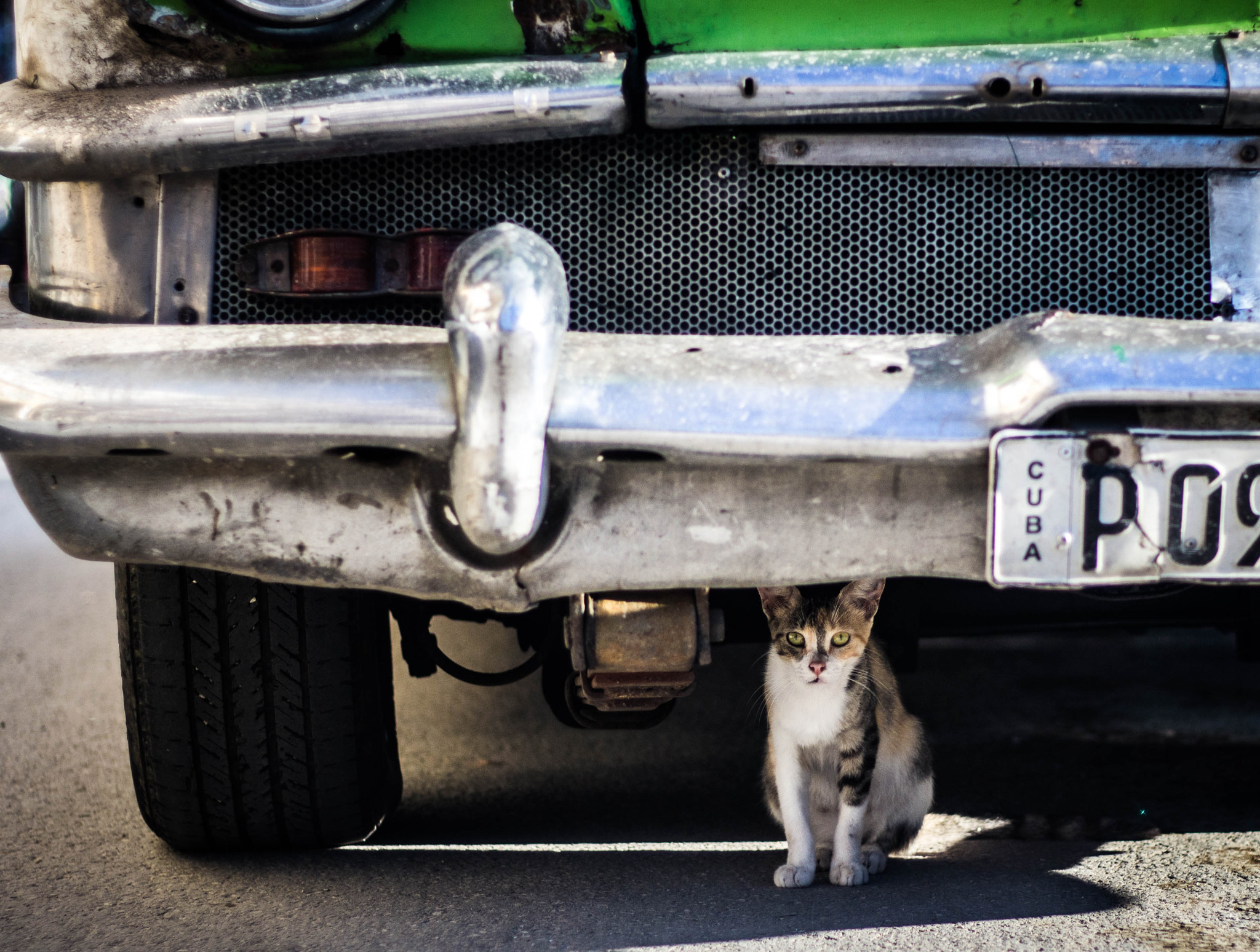 Cuba cat