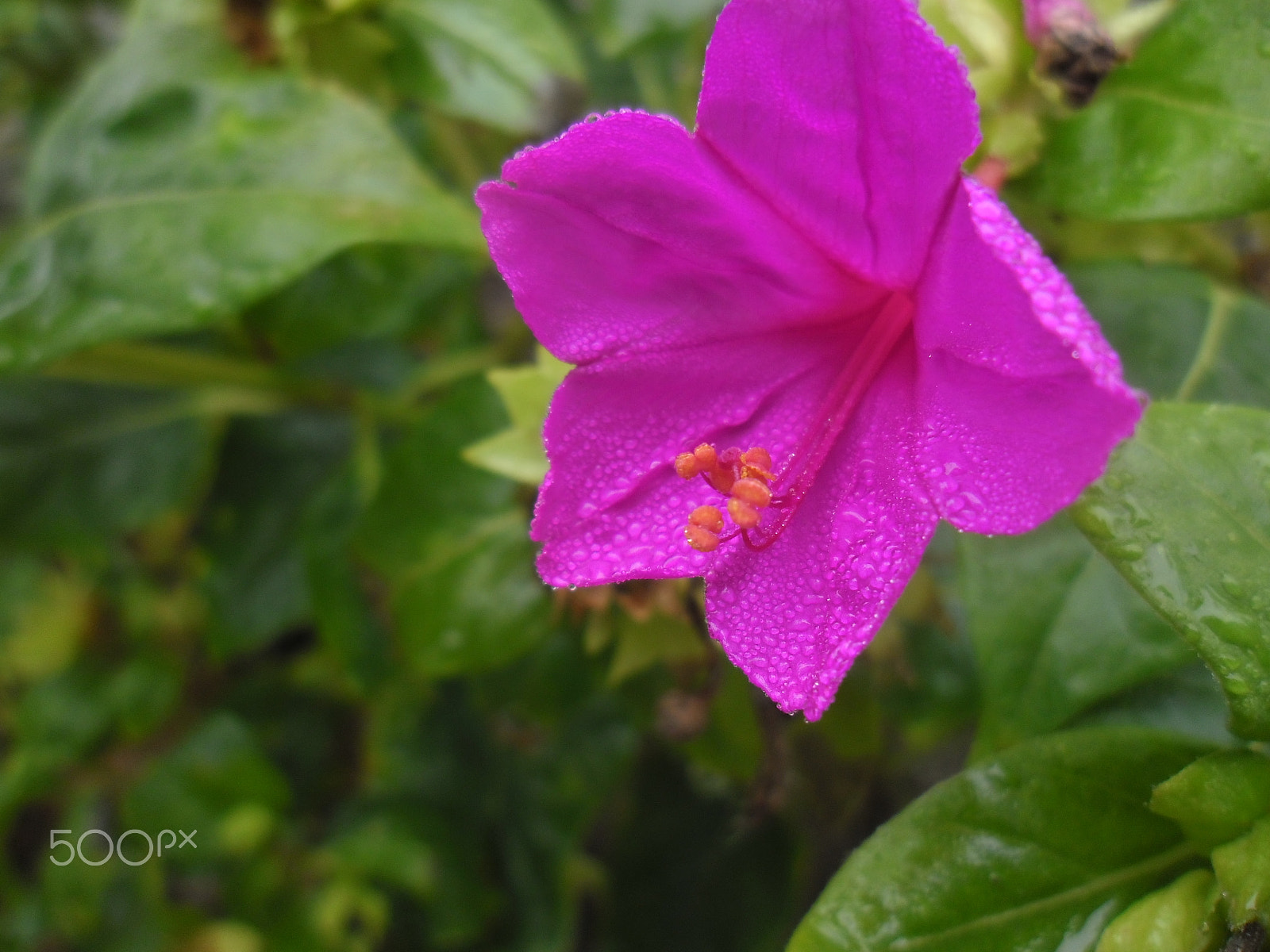 Samsung ES90/ ES91 sample photo. Мира́билис слаби́тельный - (лат. mirábilis jalápa) photography