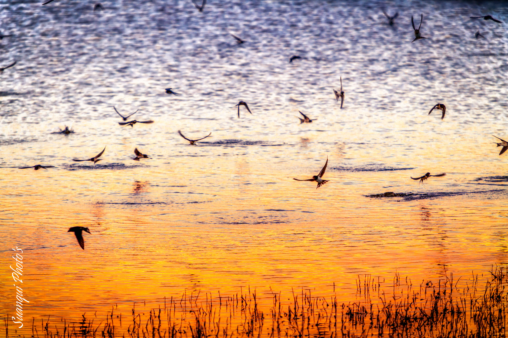 Canon EOS 6D sample photo. Sunset and barn swallow photography