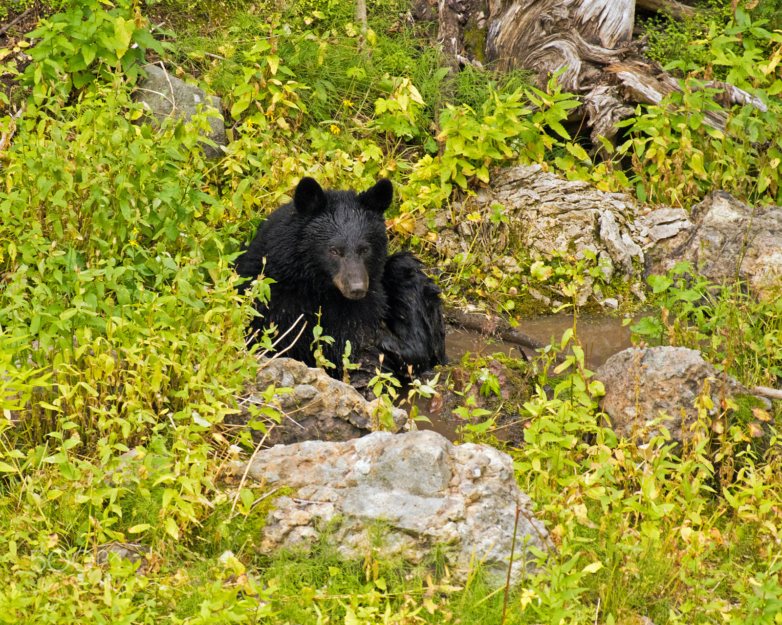 Nikon AF-S Nikkor 200-500mm F5.6E ED VR sample photo. Bear in the bath photography
