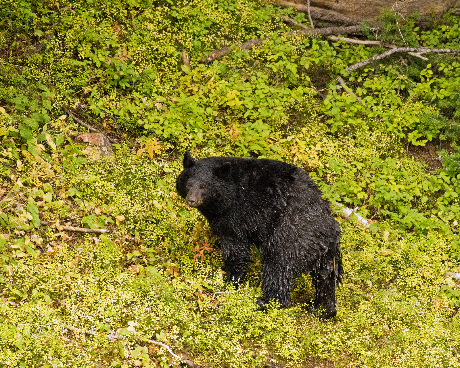 Nikon AF-S Nikkor 200-500mm F5.6E ED VR sample photo. 2016 09 04_4234.jpg photography