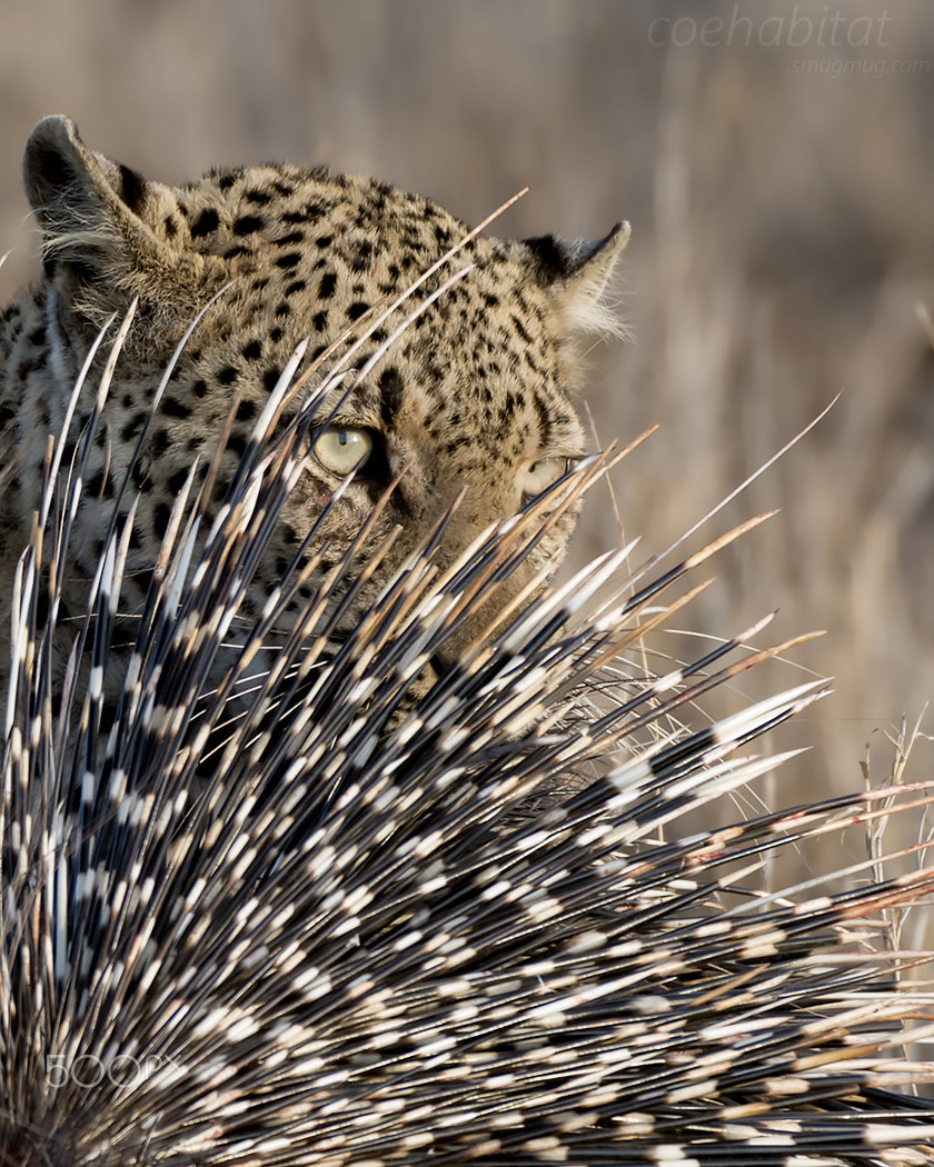 Nikon AF-S Nikkor 200-400mm F4G ED-IF VR sample photo. Leopard and kill photography