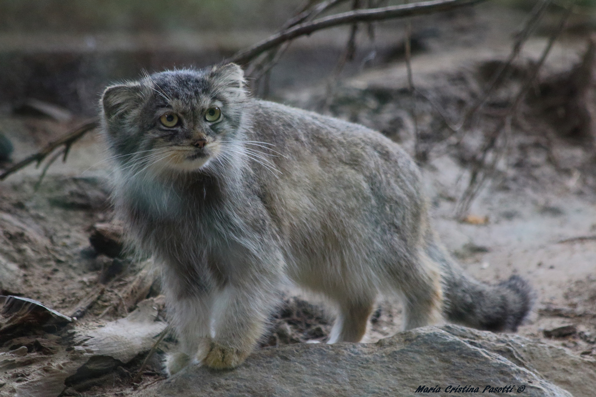 Canon EF 70-300mm F4-5.6 IS USM sample photo. Wild cat photography