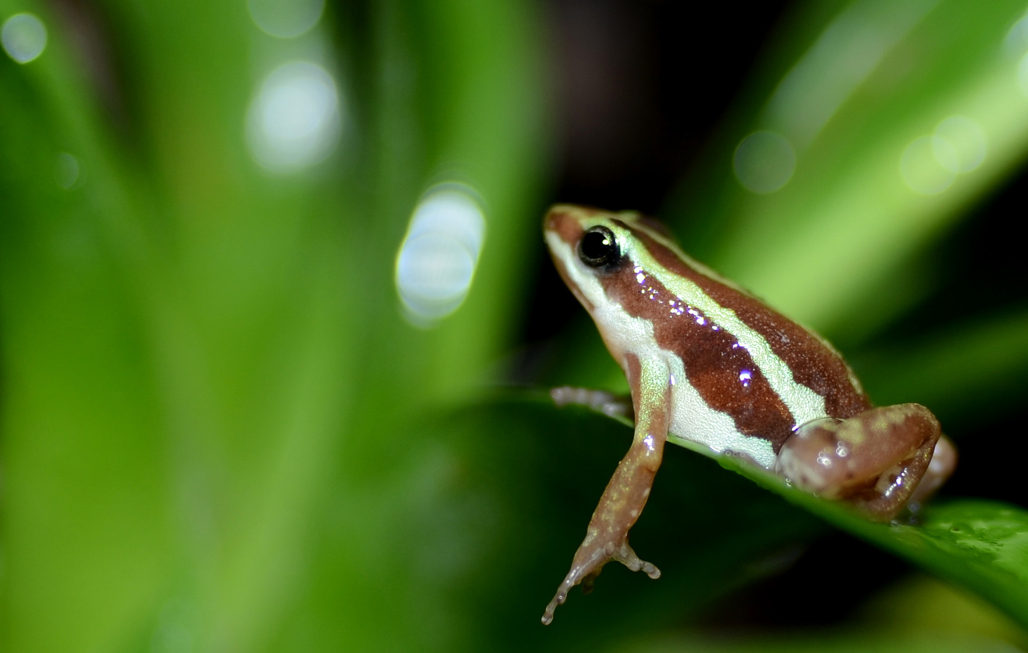 Nikon D7000 + Sigma 24mm F2.8 Super Wide II Macro sample photo. Phyllobates tricolor photography