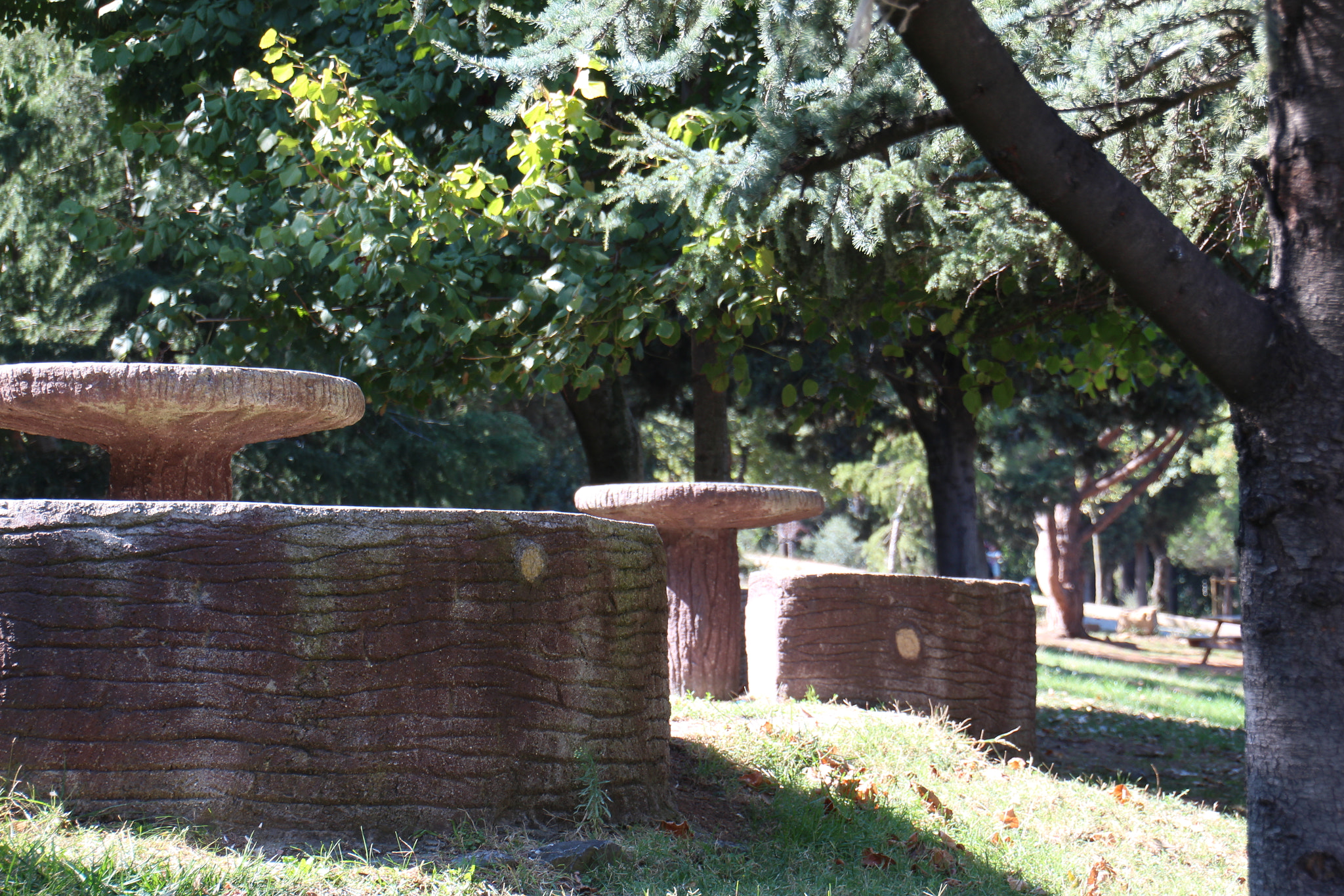 Canon EOS 650D (EOS Rebel T4i / EOS Kiss X6i) sample photo. Giant mushroom photography