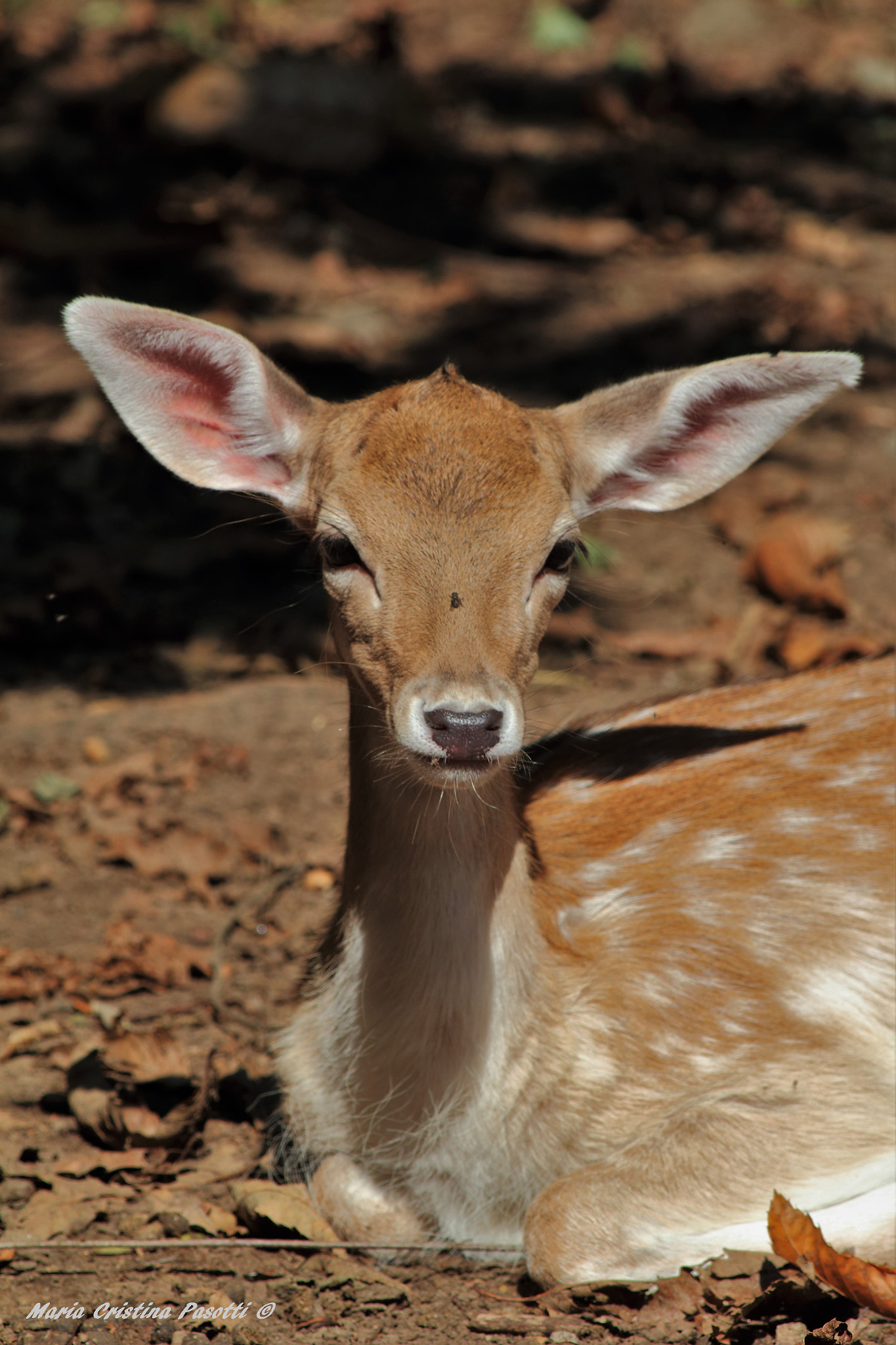 Canon EF 70-300mm F4-5.6 IS USM sample photo. Little deer photography