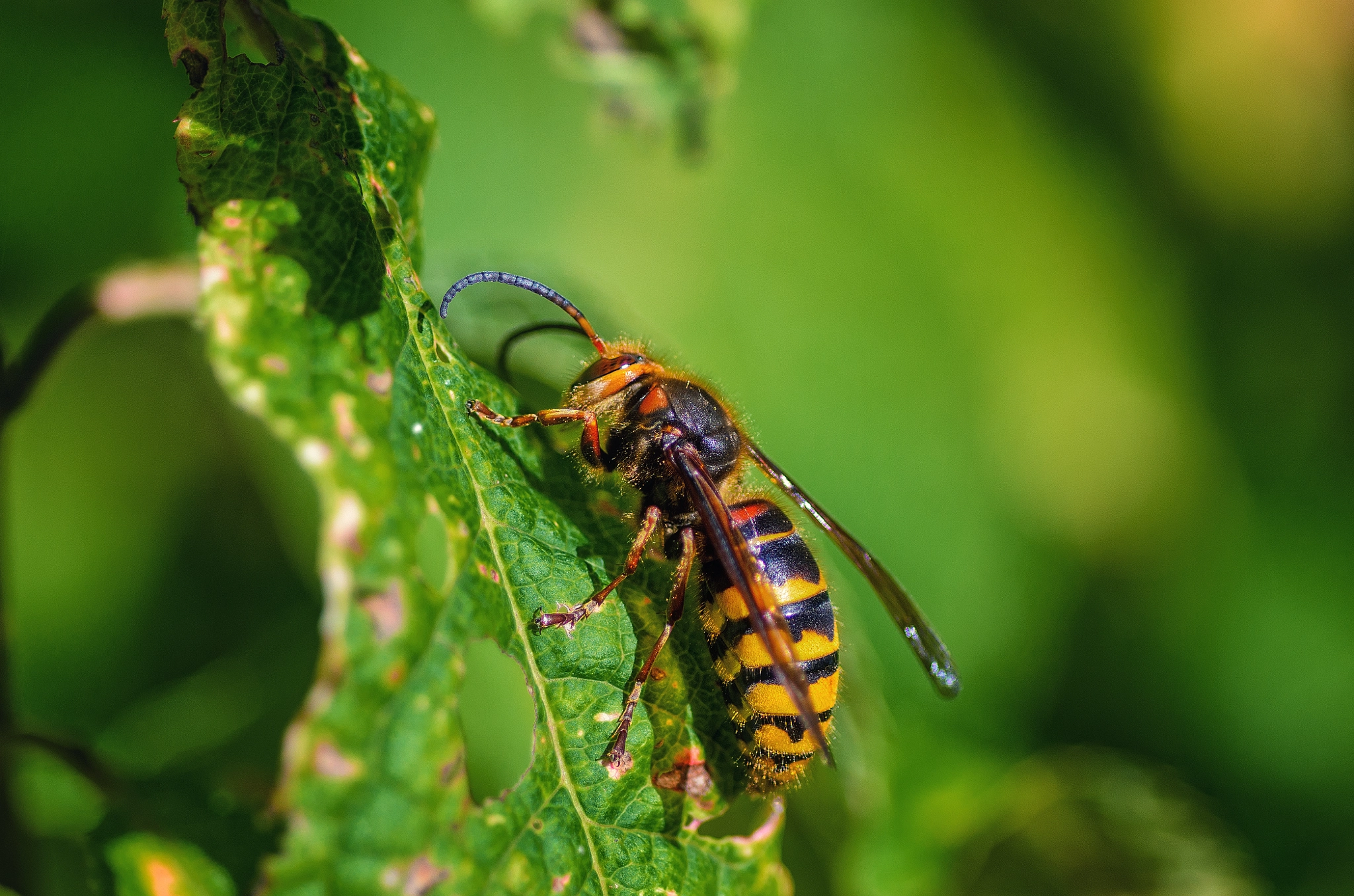 Nikon D7000 + Tokina AT-X Pro 100mm F2.8 Macro sample photo. Lurking hunter photography