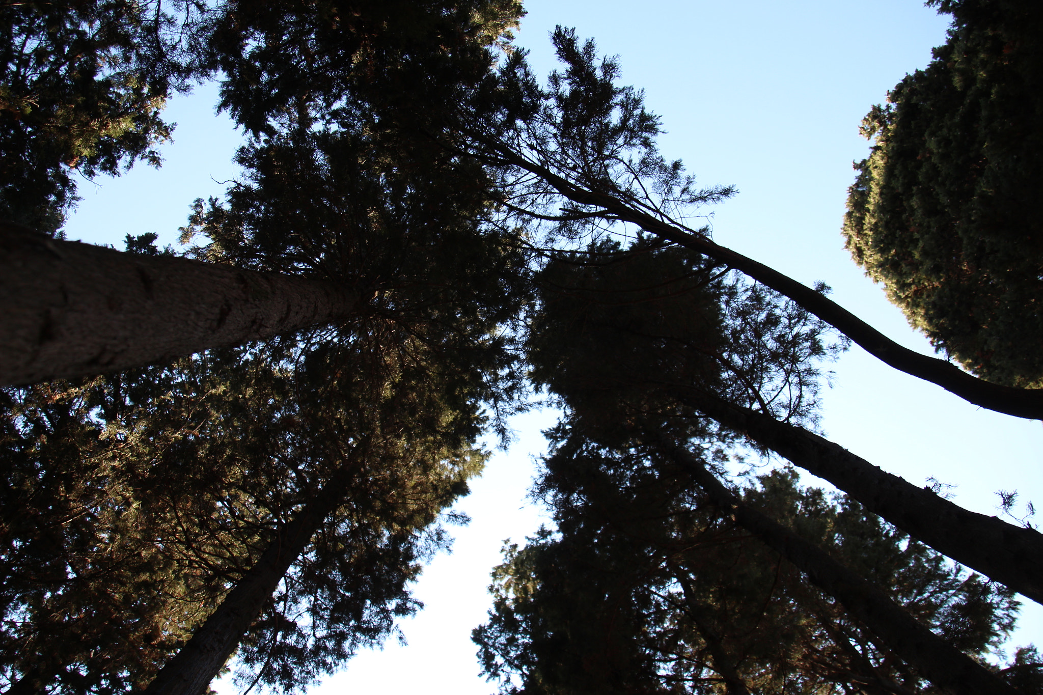 Canon EOS 650D (EOS Rebel T4i / EOS Kiss X6i) sample photo. Dark trees rises photography
