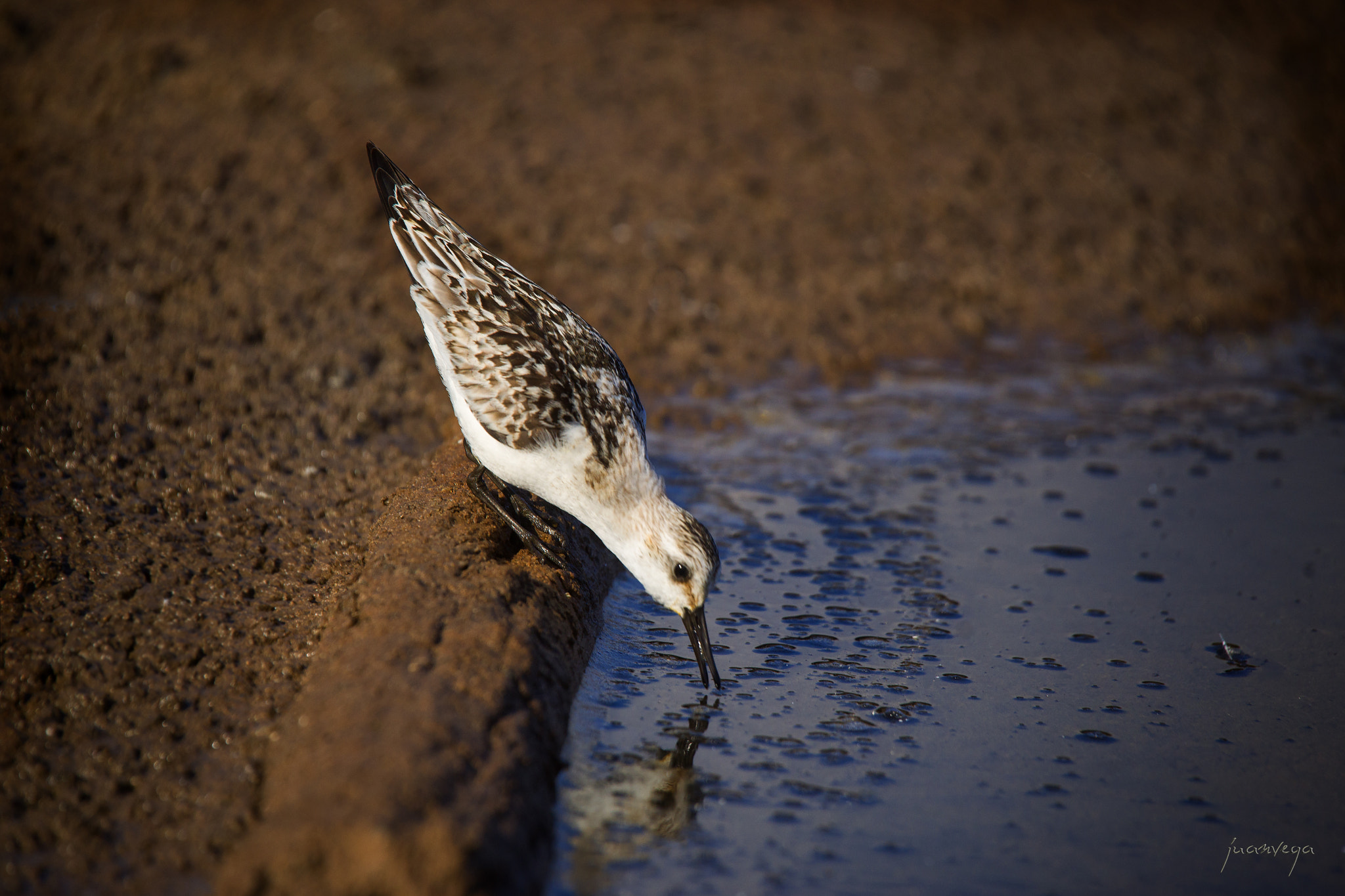 Sony Alpha DSLR-A850 + Minolta AF 300mm F2.8 HS-APO G sample photo. Ave photography