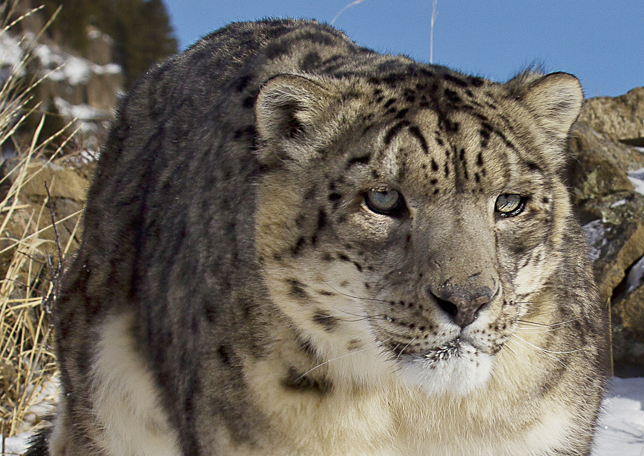 Canon EOS-1D Mark IV sample photo. Snow leopard ecmk photography