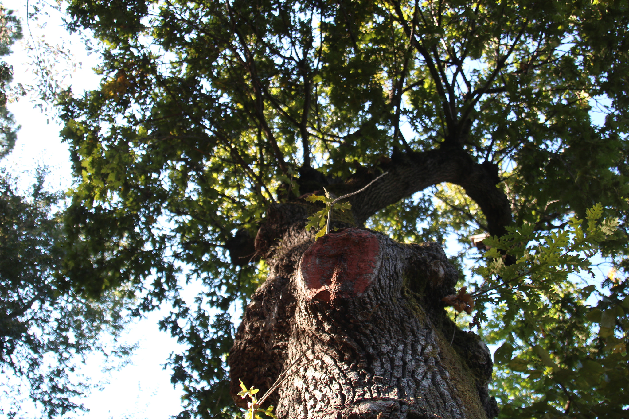 Canon EOS 650D (EOS Rebel T4i / EOS Kiss X6i) sample photo. Weird tree photography