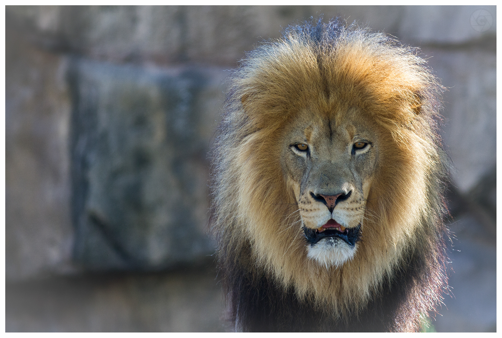 Canon EF 300mm F4L IS USM sample photo. D b photography