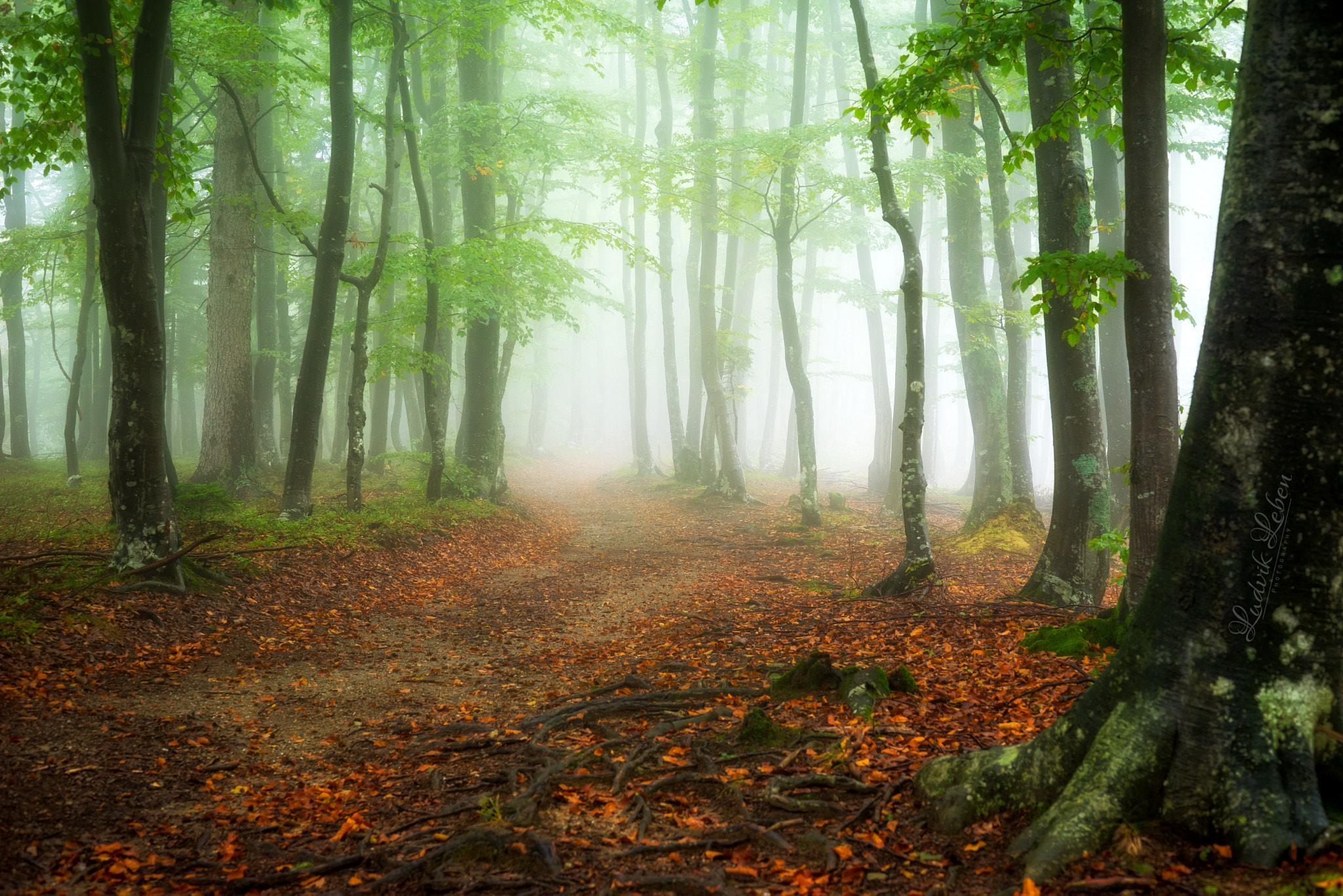 Sony a7 II + Sony 50mm F1.4 sample photo. Dreamy forest photography