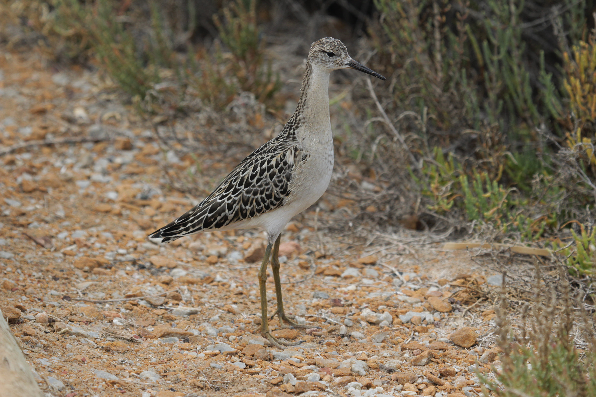 Canon EF 100-400mm F4.5-5.6L IS USM sample photo. Migrating ruff photography