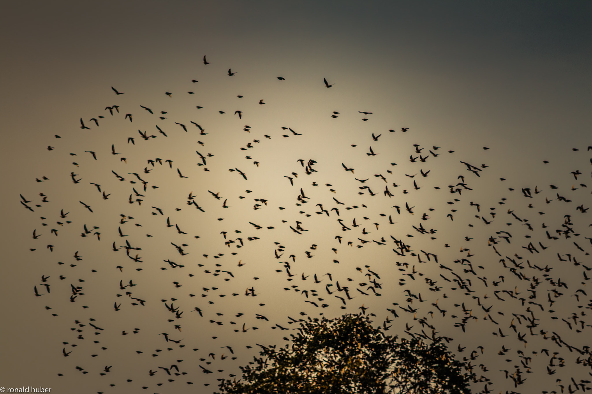 Canon EF 55-200mm F4.5-5.6 II USM sample photo. Birds photography