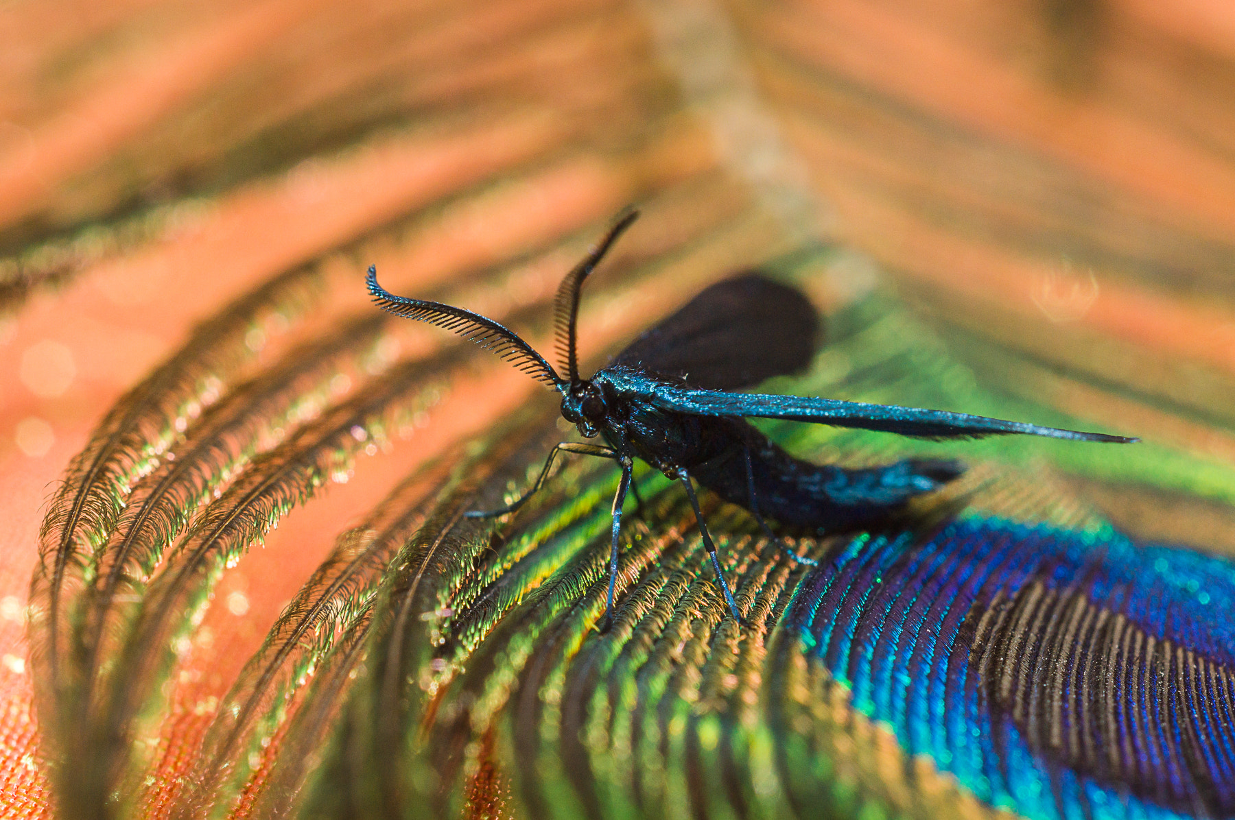 Sony SLT-A57 + MACRO 50mm F2.8 sample photo. Feathered photography