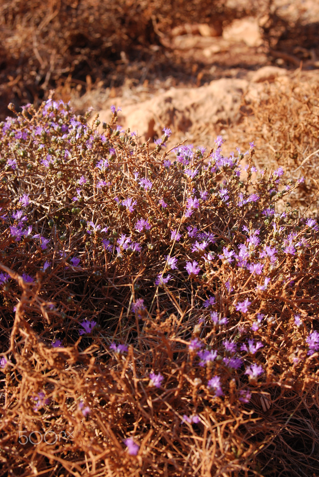 AF Zoom-Nikkor 28-70mm f/3.5-4.5D sample photo. Burnt blooms photography