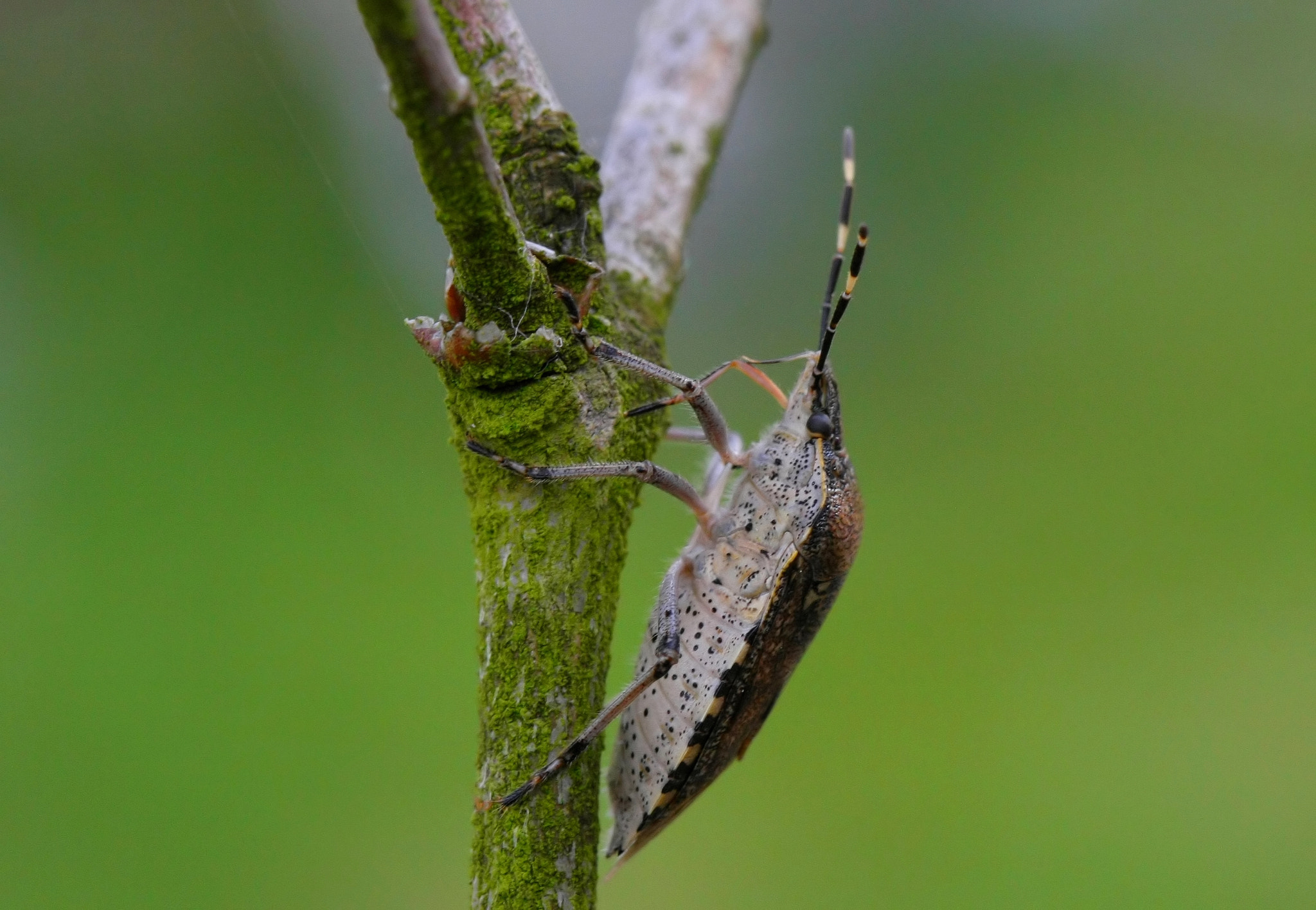 Canon EF 100mm F2.8 Macro USM sample photo. The bug....... photography