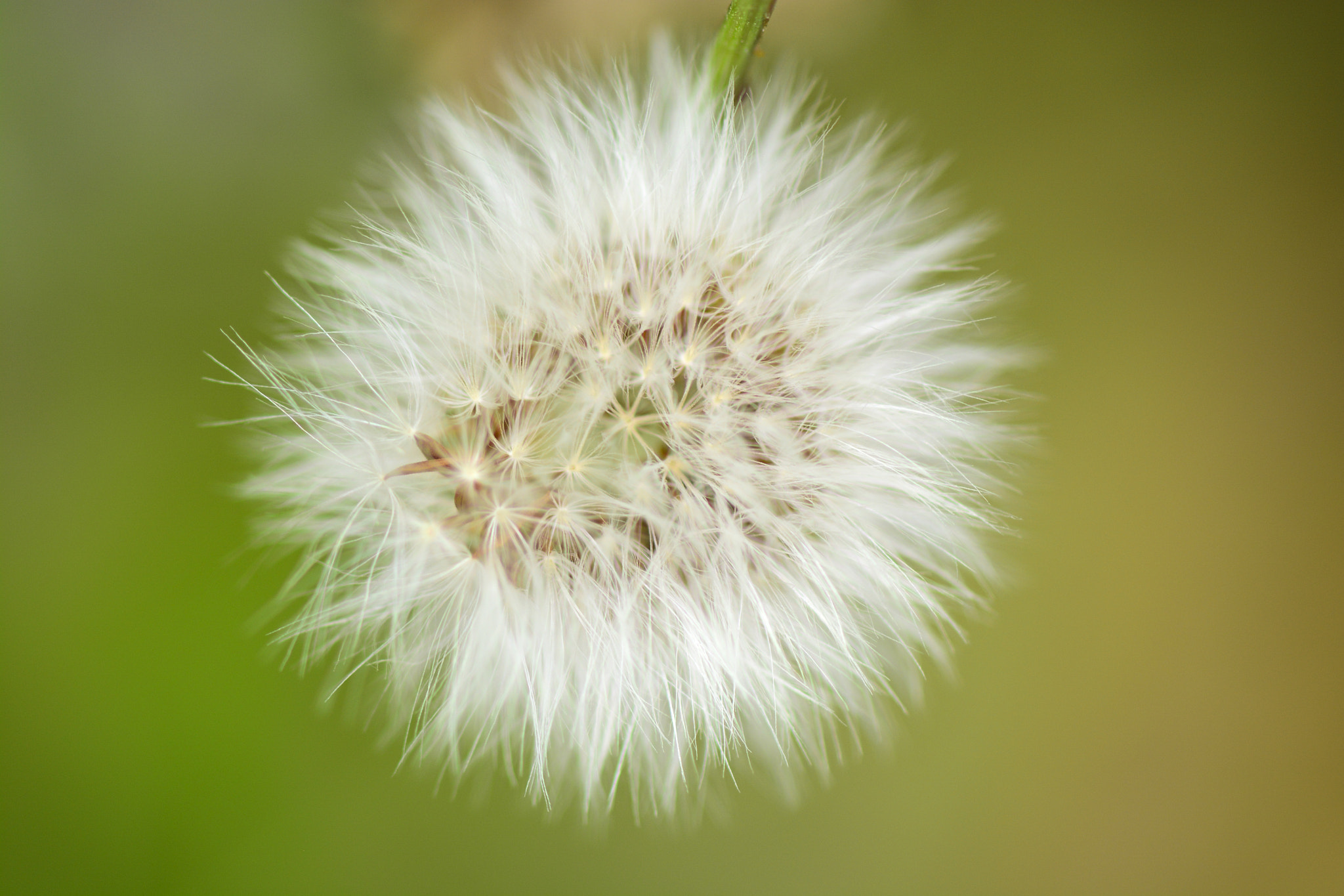 Nikon AF-S Micro-Nikkor 105mm F2.8G IF-ED VR sample photo. Macro photography