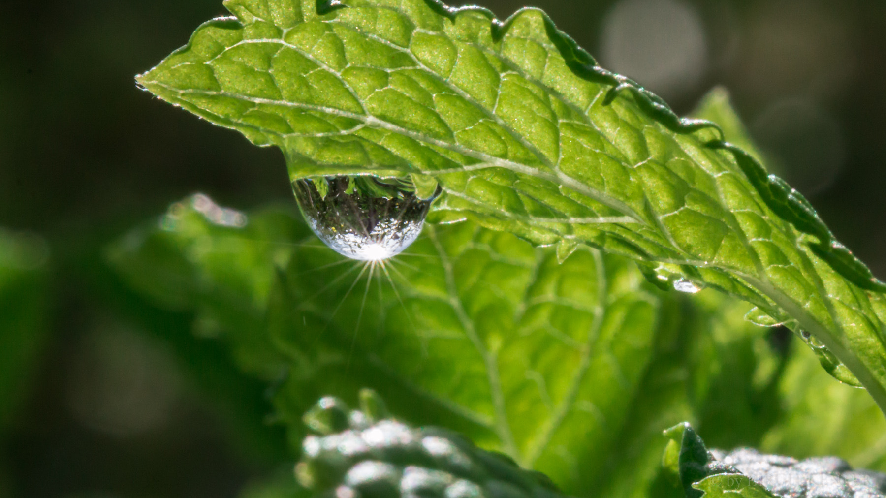 Canon EOS 70D + Canon EF 100mm F2.8L Macro IS USM sample photo. Frische pfefferminze photography