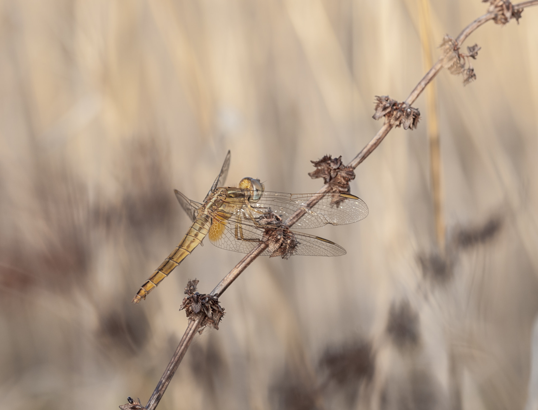 Sigma APO Macro 180mm F3.5 EX DG HSM sample photo. Dragonfly photography