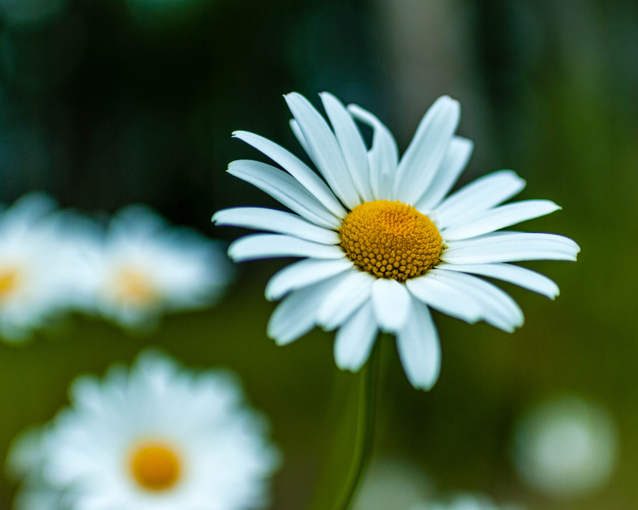 Nikon D60 + Nikon AF-S Nikkor 35mm F1.8G ED sample photo. Daisy photography