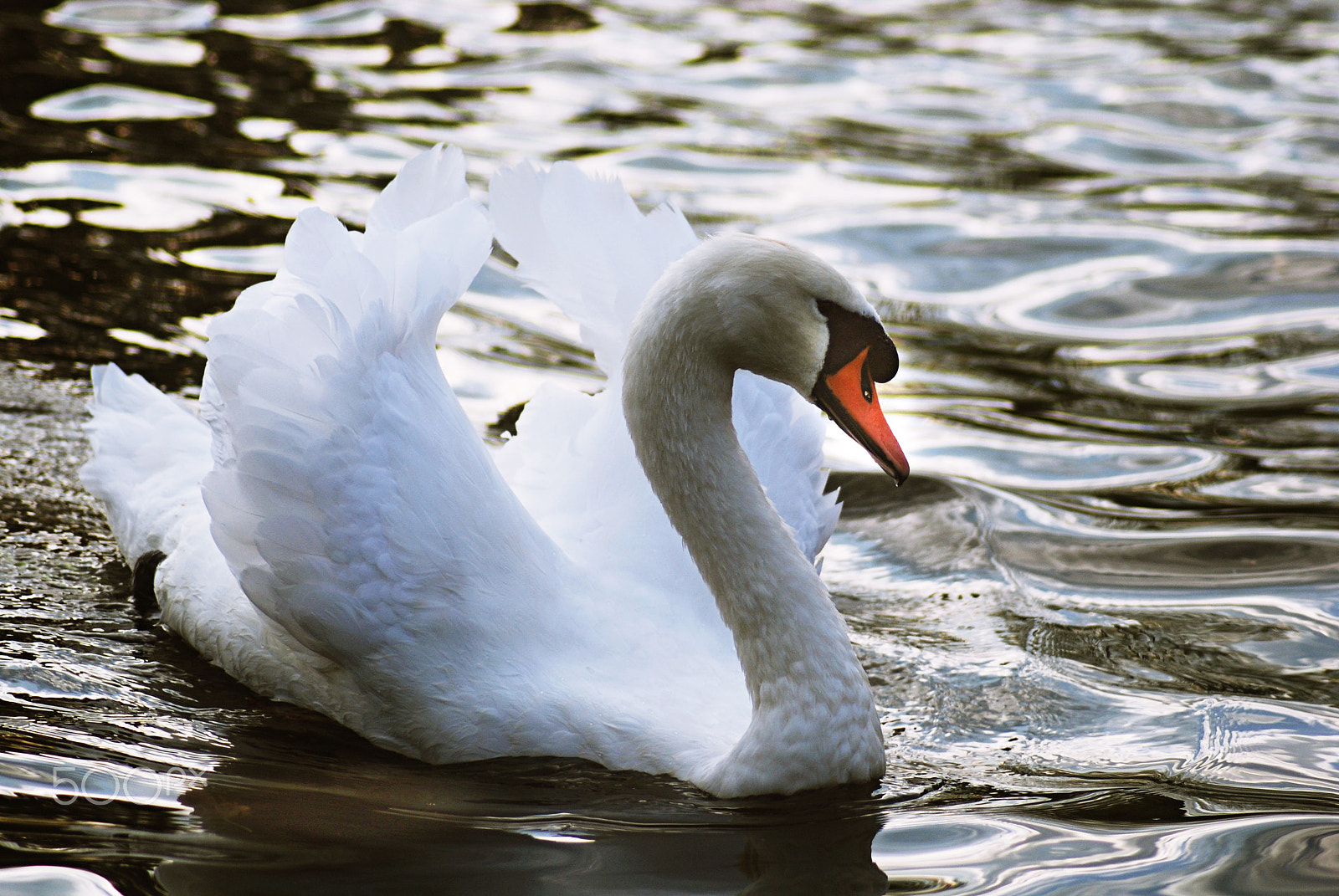 Nikon D80 sample photo. Swan feather photography