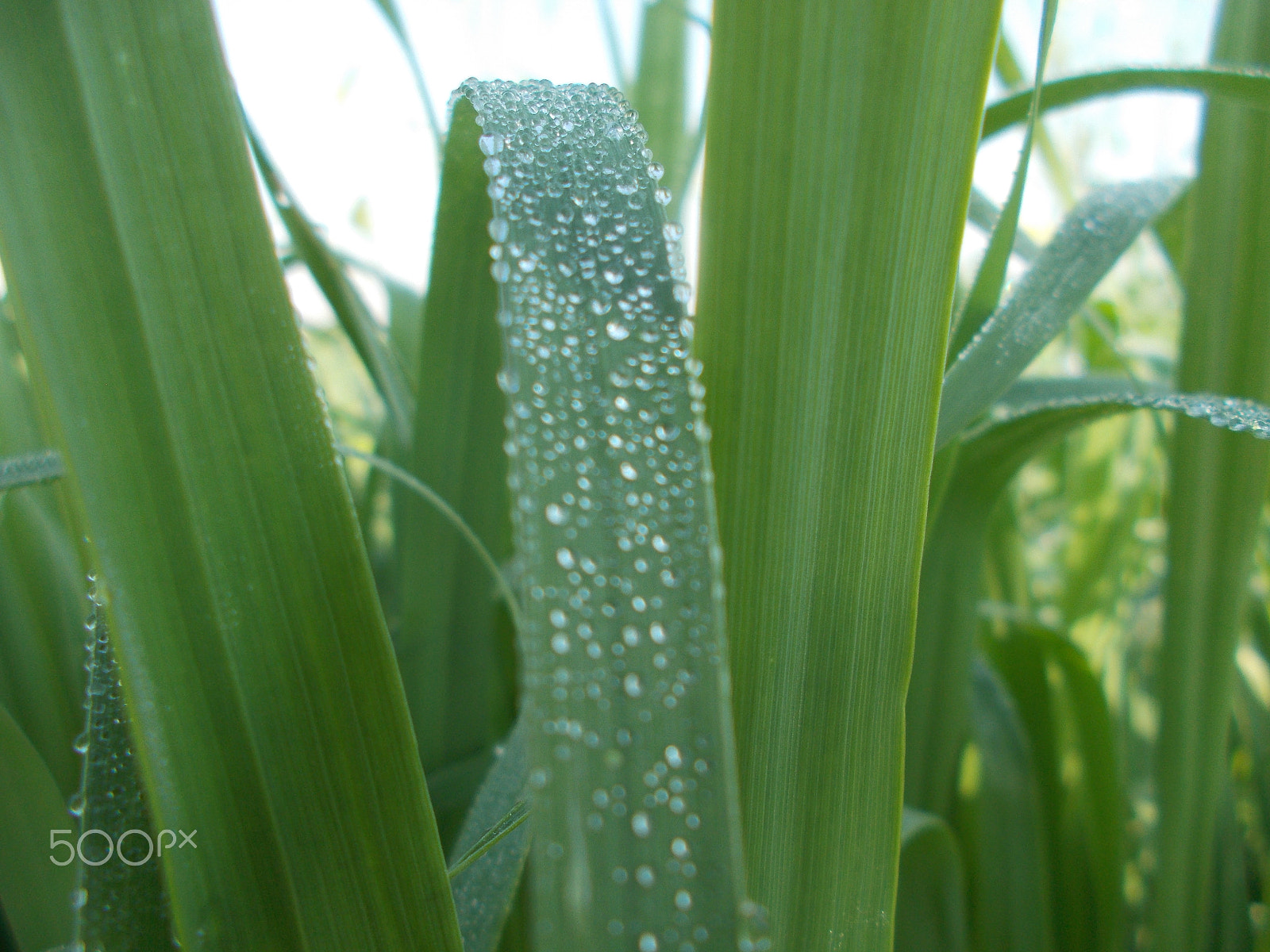 Nikon Coolpix L26 sample photo. Musturd flower & water drop photography