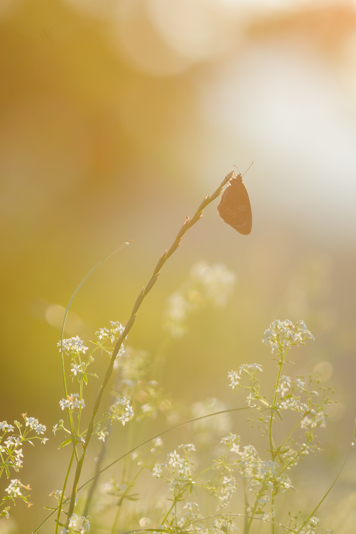 Sigma 150mm F2.8 EX DG Macro HSM sample photo. Dream photography