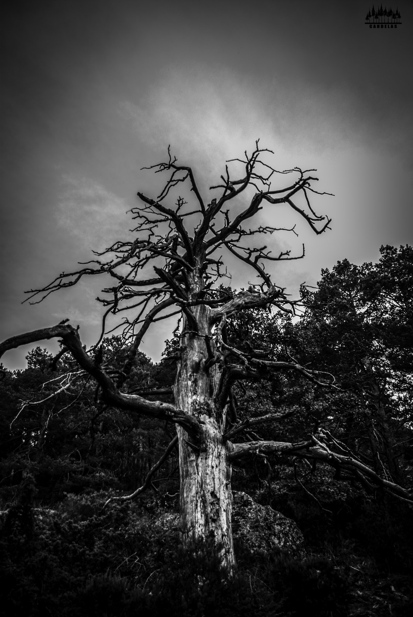 Pentax K-m (K2000) sample photo. Lonely tree photography