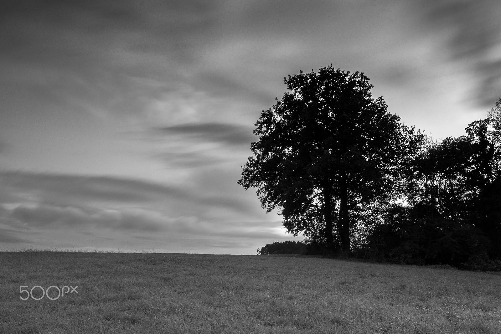 Sony a6000 sample photo. Meadow and tree photography