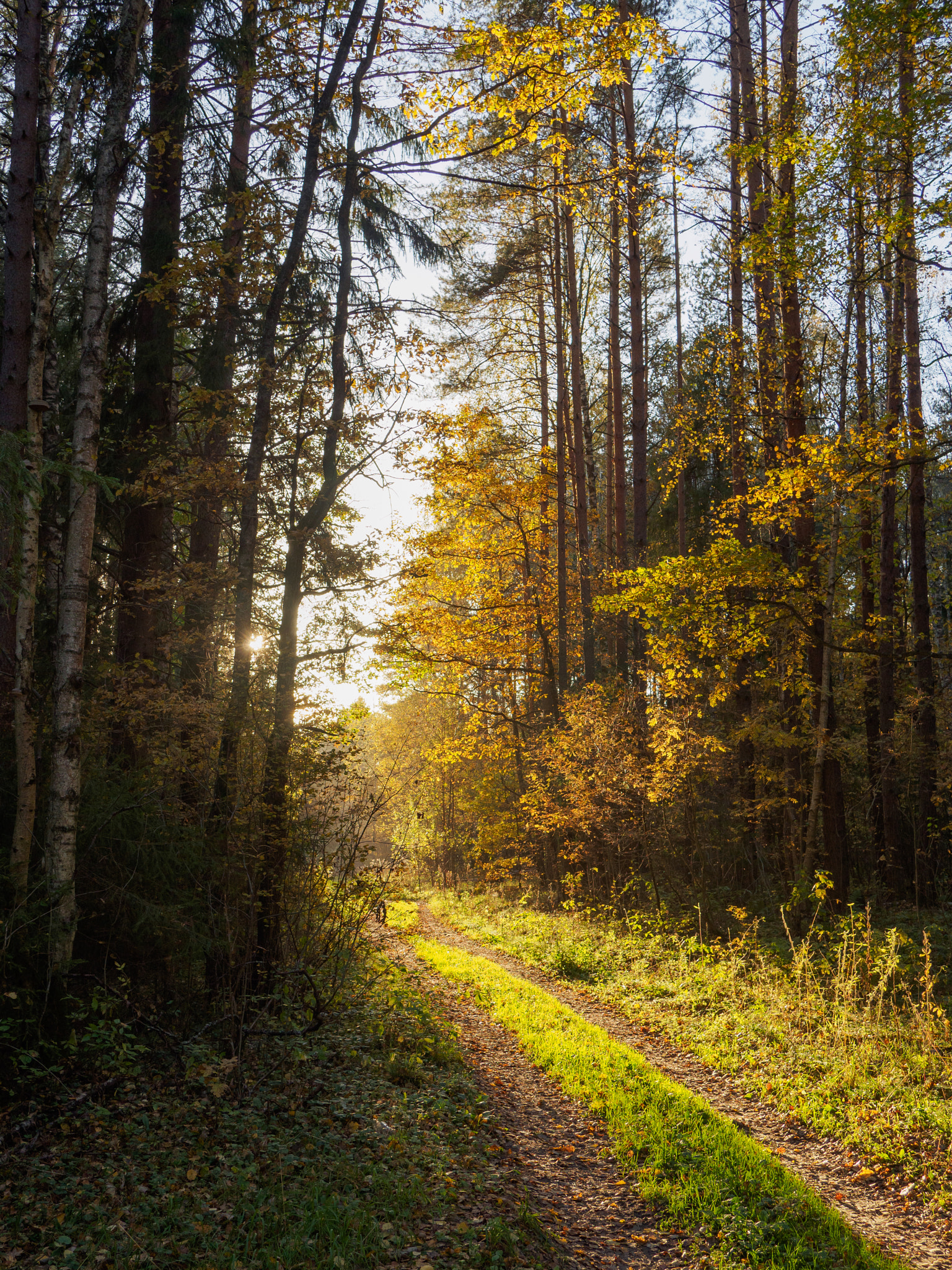 LUMIX G VARIO 14-42/F3.5-5.6 II sample photo. October forest photography