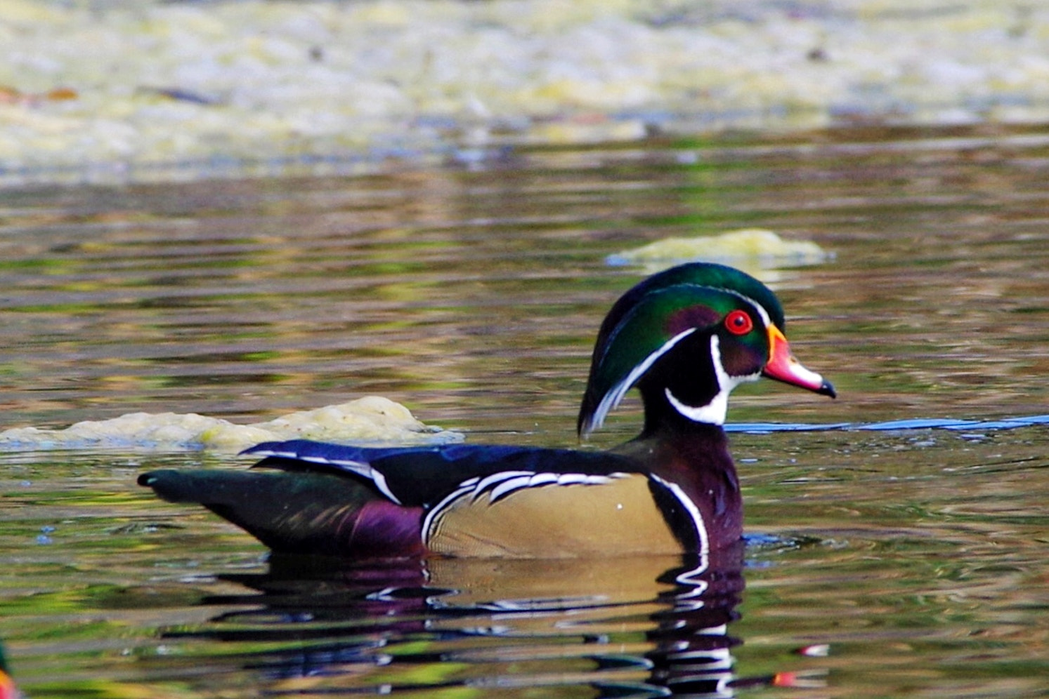 Pentax smc DA* 300mm F4.0 ED (IF) SDM sample photo. Wood duck photography