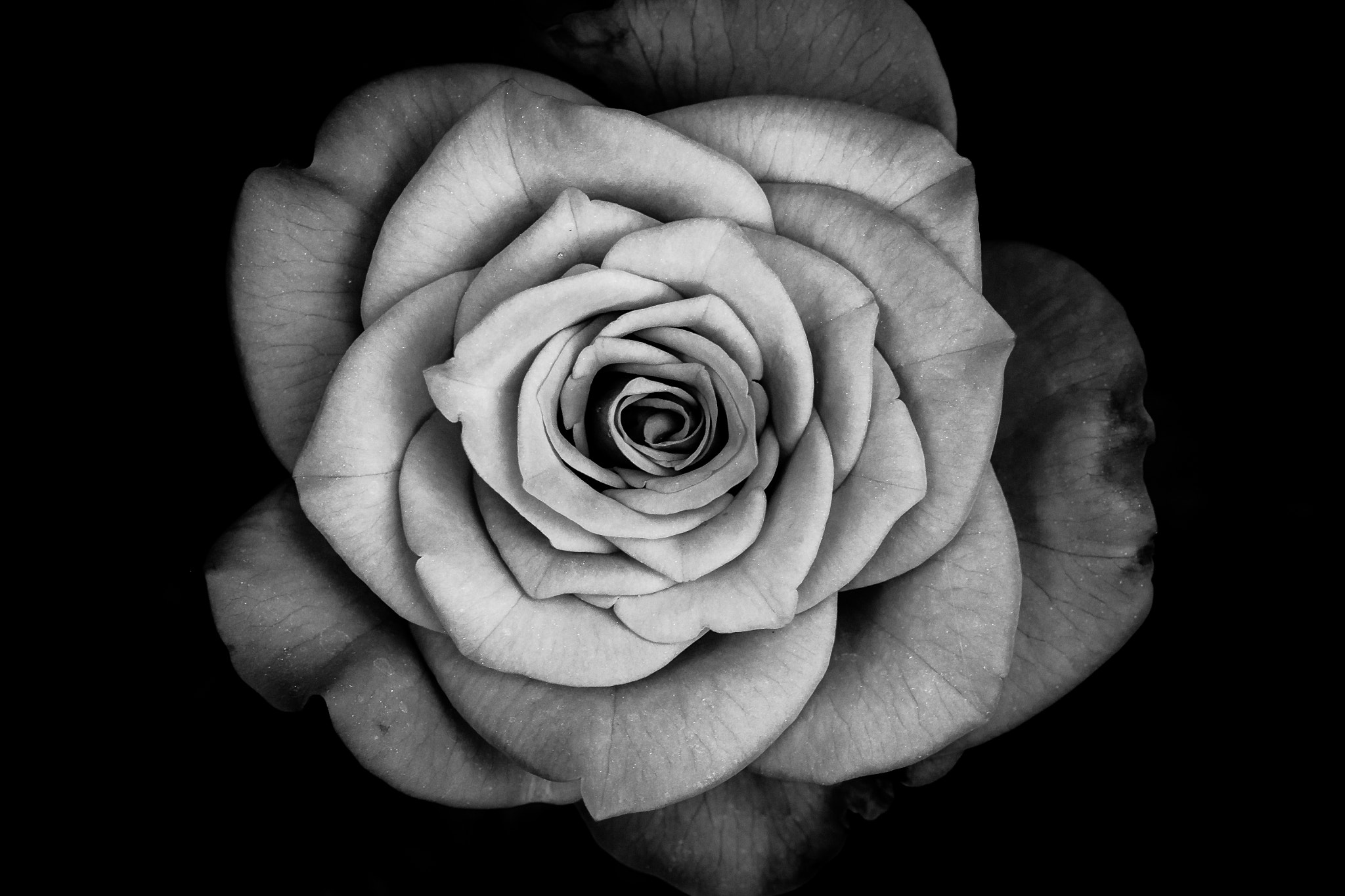 Fujifilm X-E1 + Fujifilm XF 60mm F2.4 R Macro sample photo. Floral fineart photography