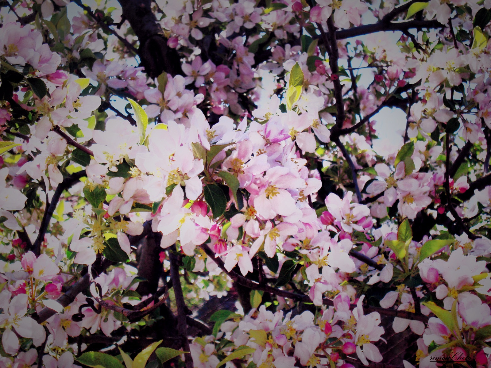 Sony DSC-W115 sample photo. Spring photography
