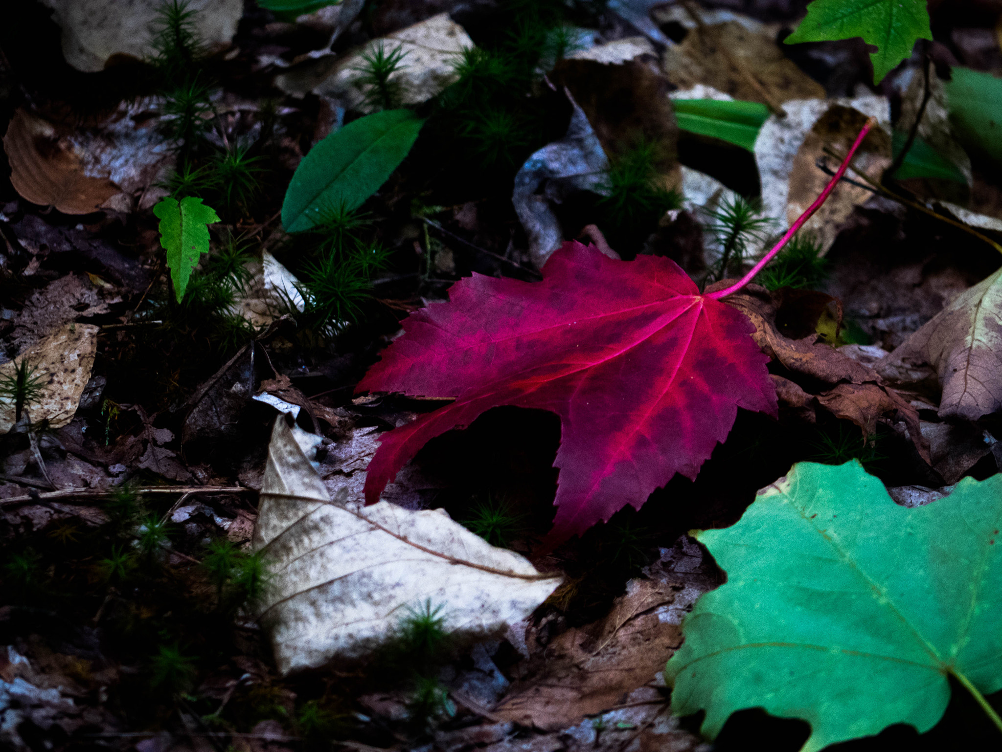 Panasonic Lumix DMC-GM1 + Panasonic Lumix G Vario 45-200mm F4-5.6 OIS sample photo. Scènes d'automne - rouge photography