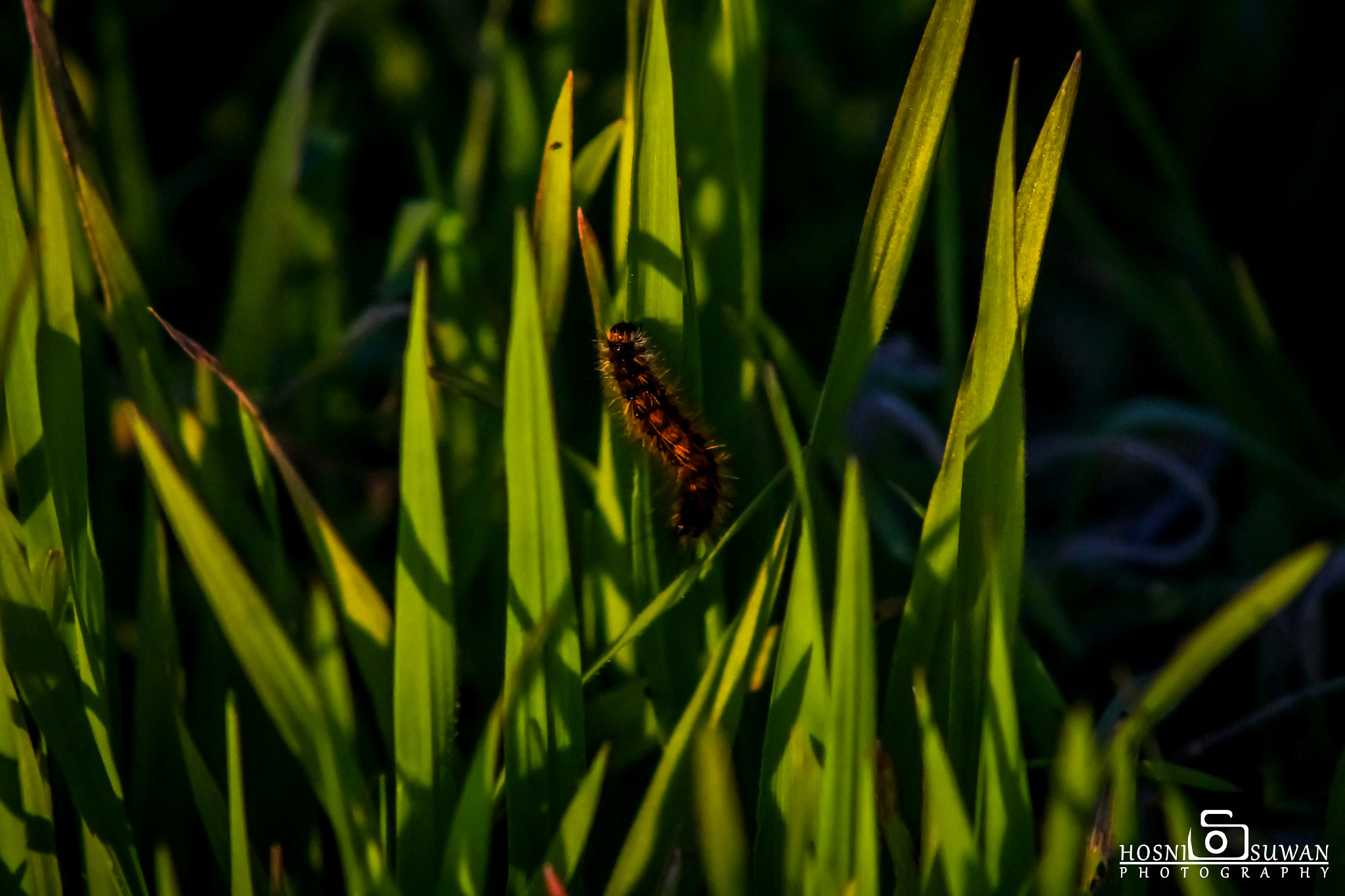 Canon EF 75-300mm f/4-5.6 USM sample photo. Caterpillar photography