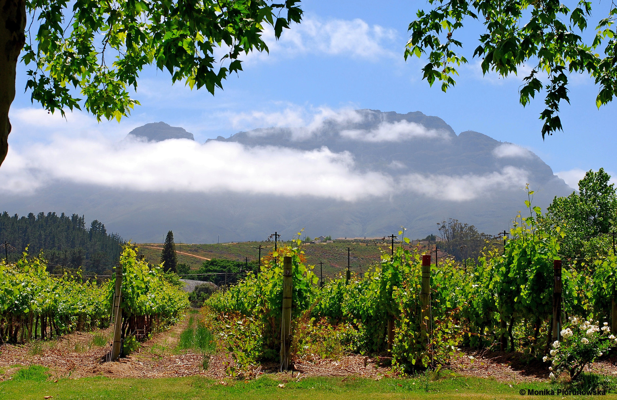 Nikon D80 sample photo. Vineyard photography