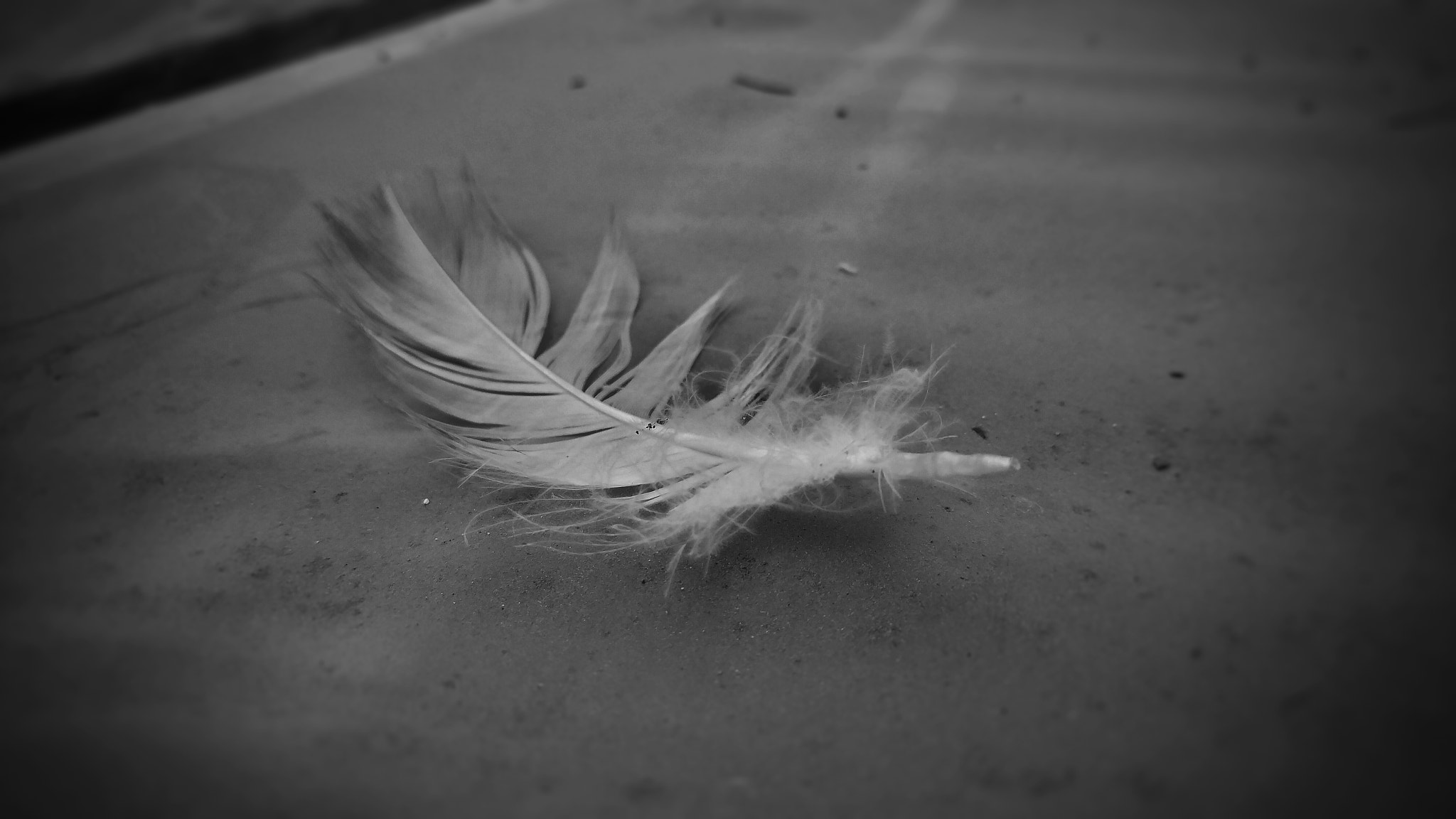 LG H850TR sample photo. Feather photography