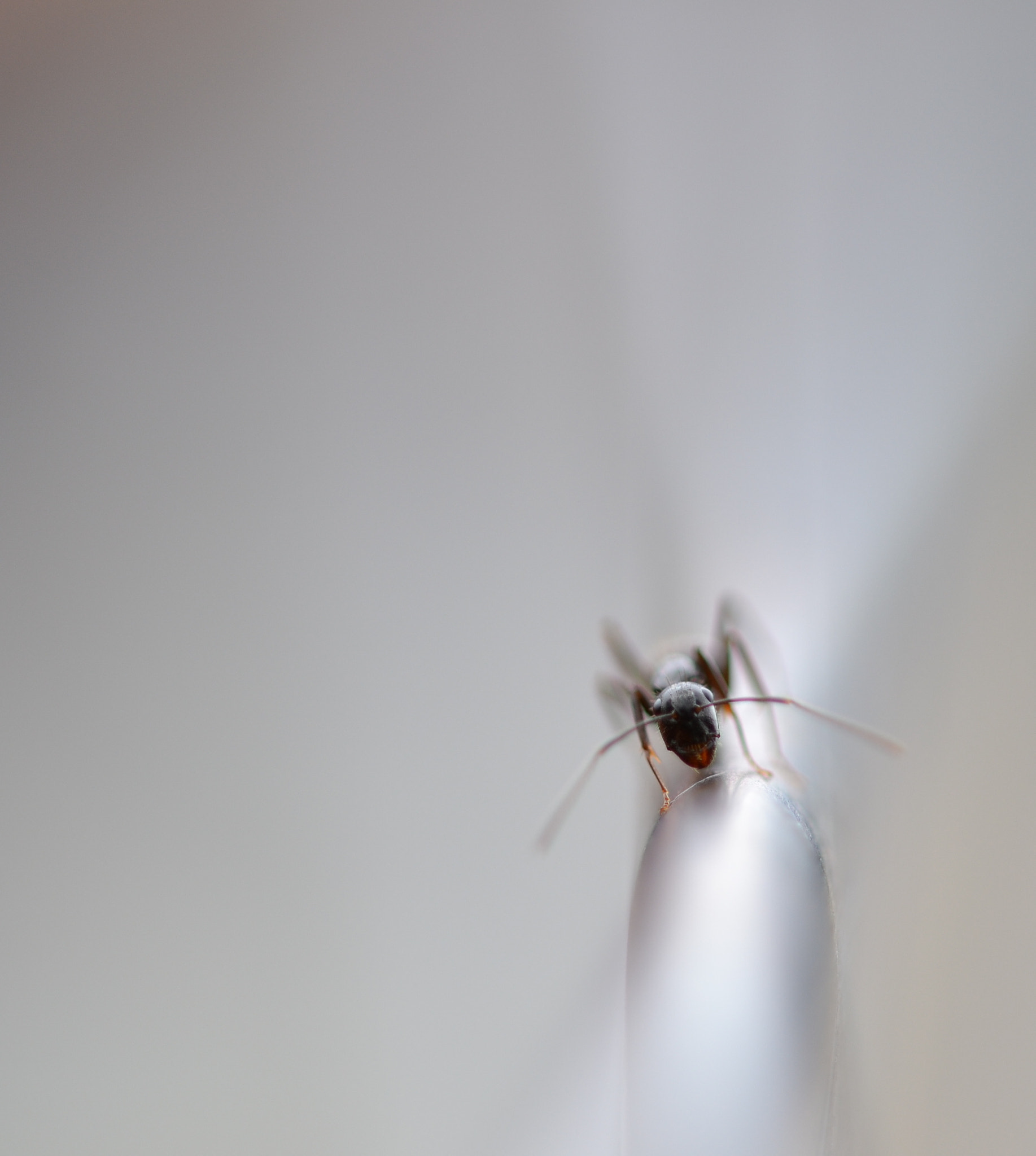 Sigma 105mm F2.8 EX DG OS HSM sample photo. Equilibrium photography