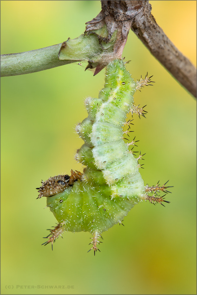 Canon EOS 70D + Canon EF 100mm F2.8L Macro IS USM sample photo. Prepupa limenitis camilla photography