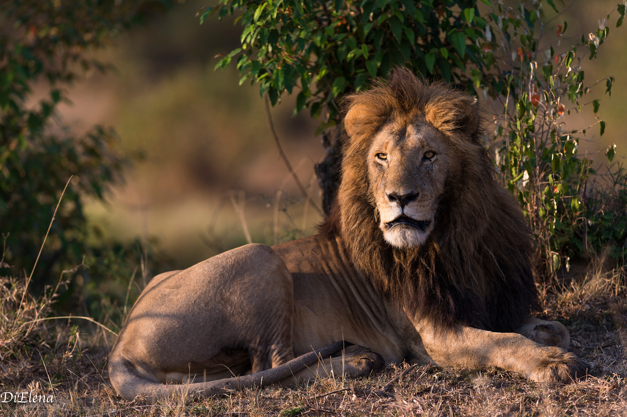 Nikon AF-S Nikkor 300mm F2.8G ED VR II sample photo. Lion morani . masai mara photography