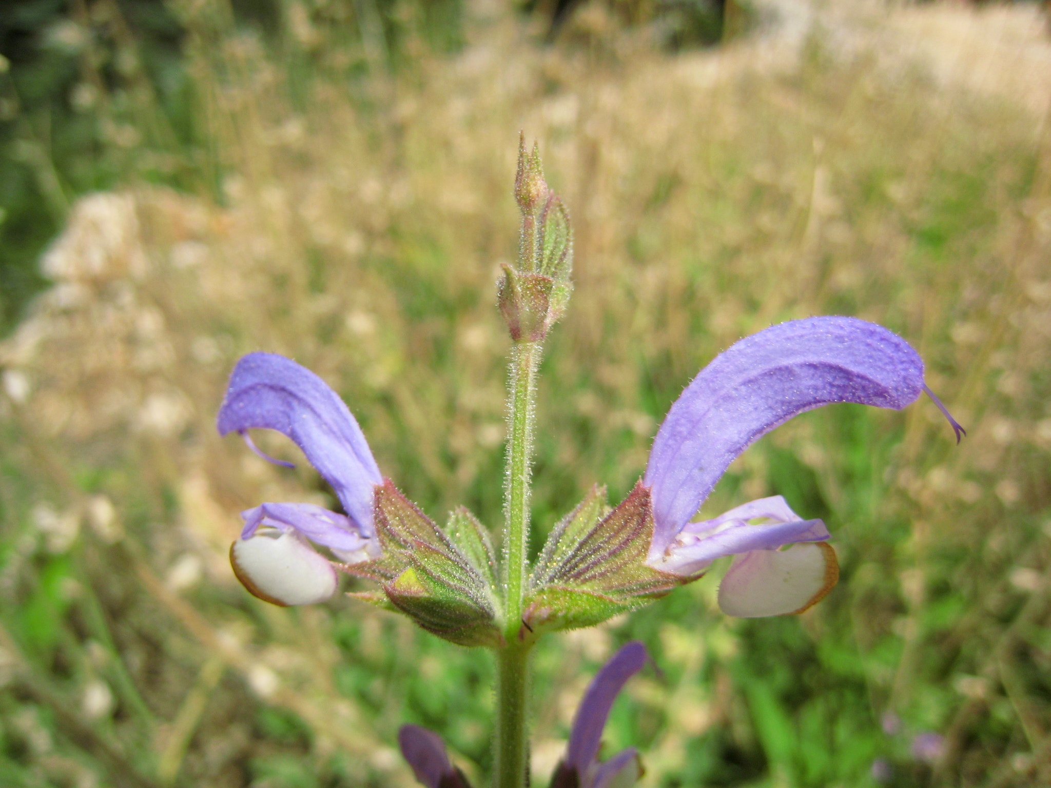 Canon IXY DIGITAL 900 IS sample photo. Flower photography