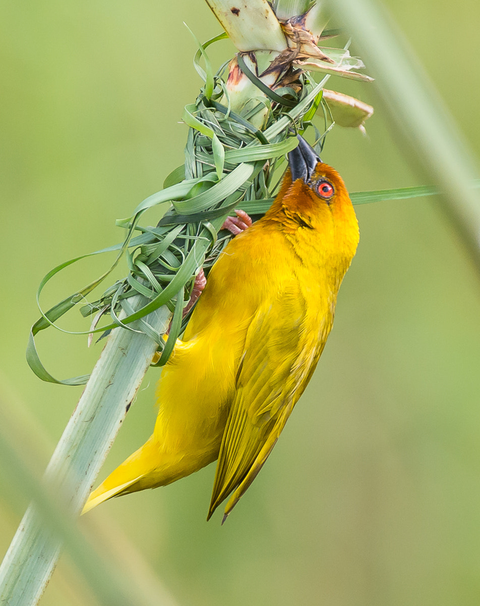 Nikon D7100 + Nikon AF-S Nikkor 200-400mm F4G ED-IF VR sample photo. African golden weaver photography