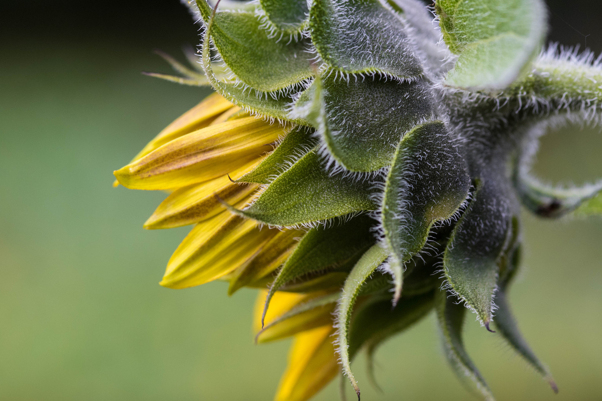 Canon EOS 7D Mark II sample photo. Sonnenblume photography